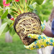 woman holding root bound plant