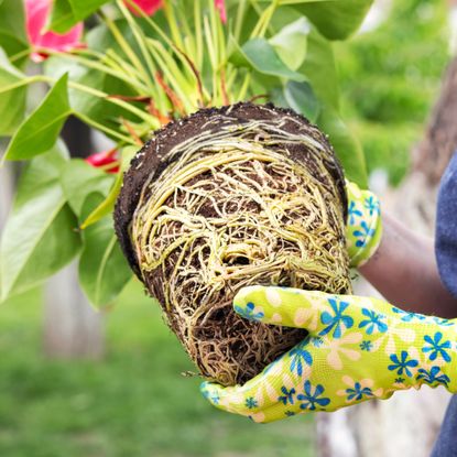 woman holding root bound plant
