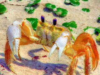 Under current research ethics guidelines, crabs are not considered ‘animals’.