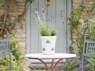 how to grow lavender: lavender thrives in pots