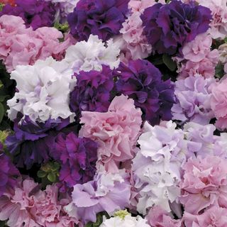 Pink and purple petunia flowers