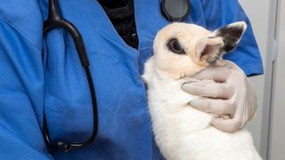 vet holding rabbit