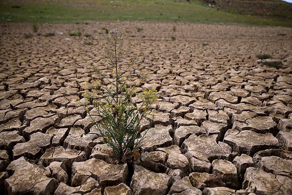 Dry, cracked earth in the Sierra Nevada foothills 