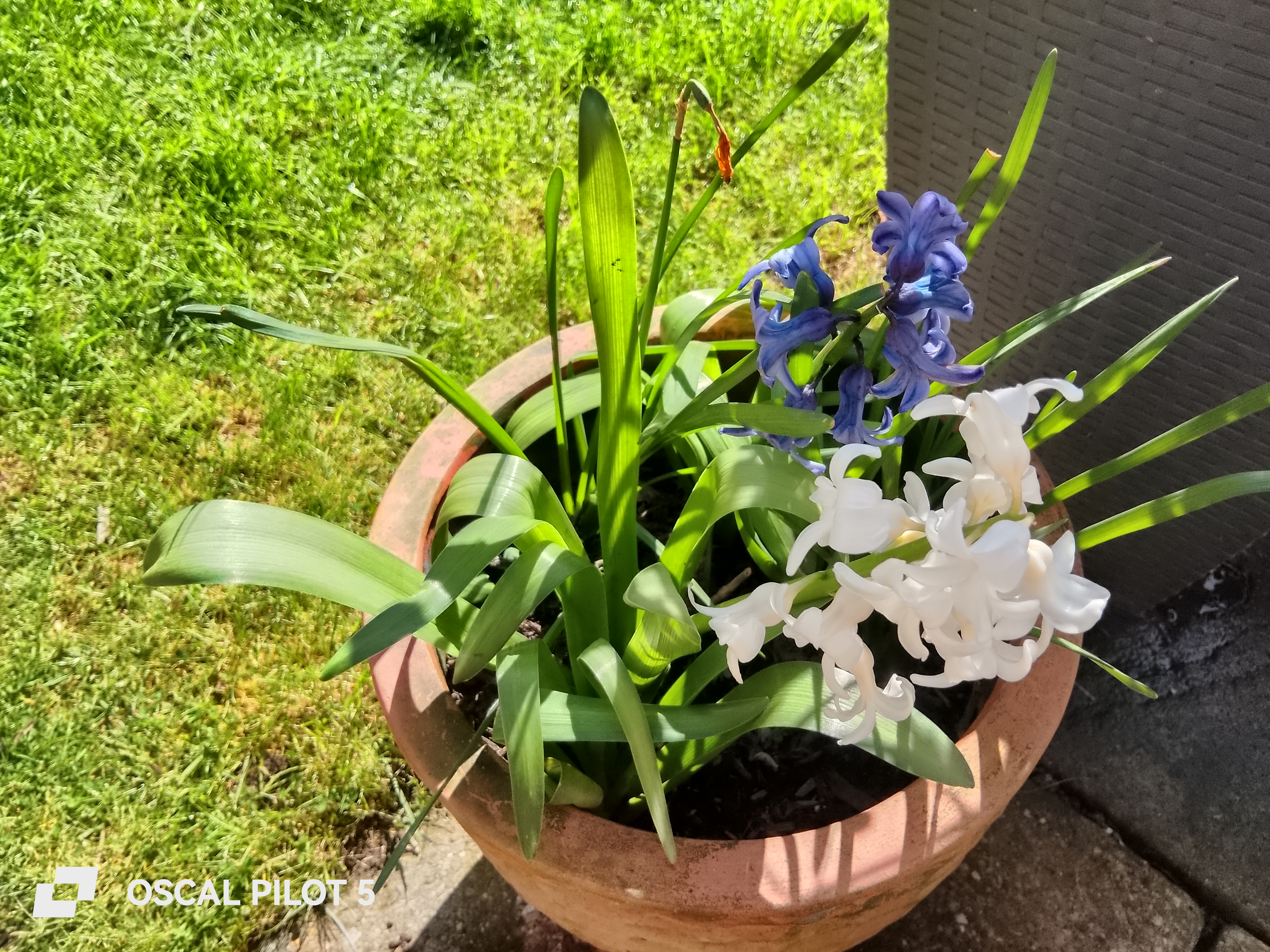 Oscal Pilot 5 Example Photos