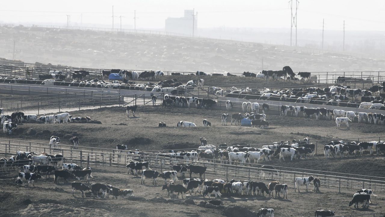 Cattle feed at a lot near Dodge City, Kansas, in 2007.