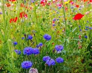 wildflower meadow planting with poppies