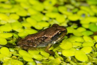 A froglet on Duckweed in a garden pond in Seaford, Sussex.