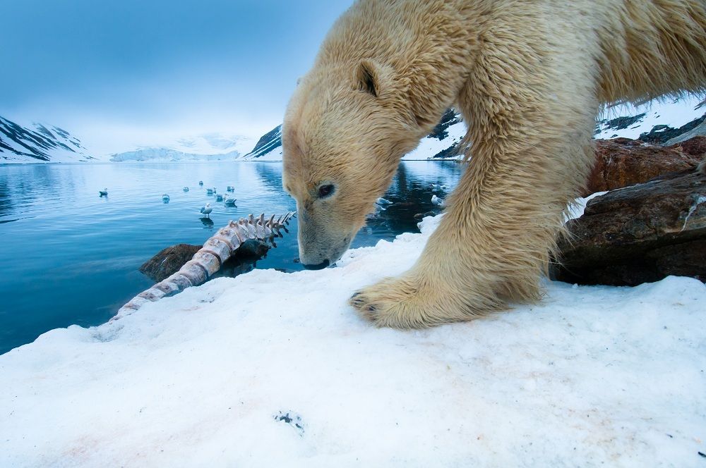 A large male polar bear returns to feed on a fin whale carcass. 