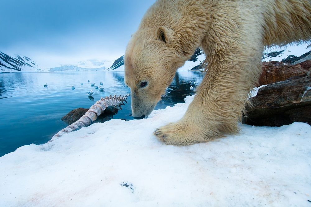Separating fact from fiction: polar bears and climate change - Discover  Wildlife