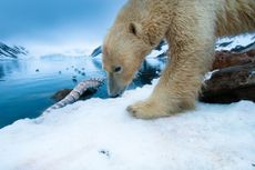 A large male polar bear returns to feed on a fin whale carcass. 