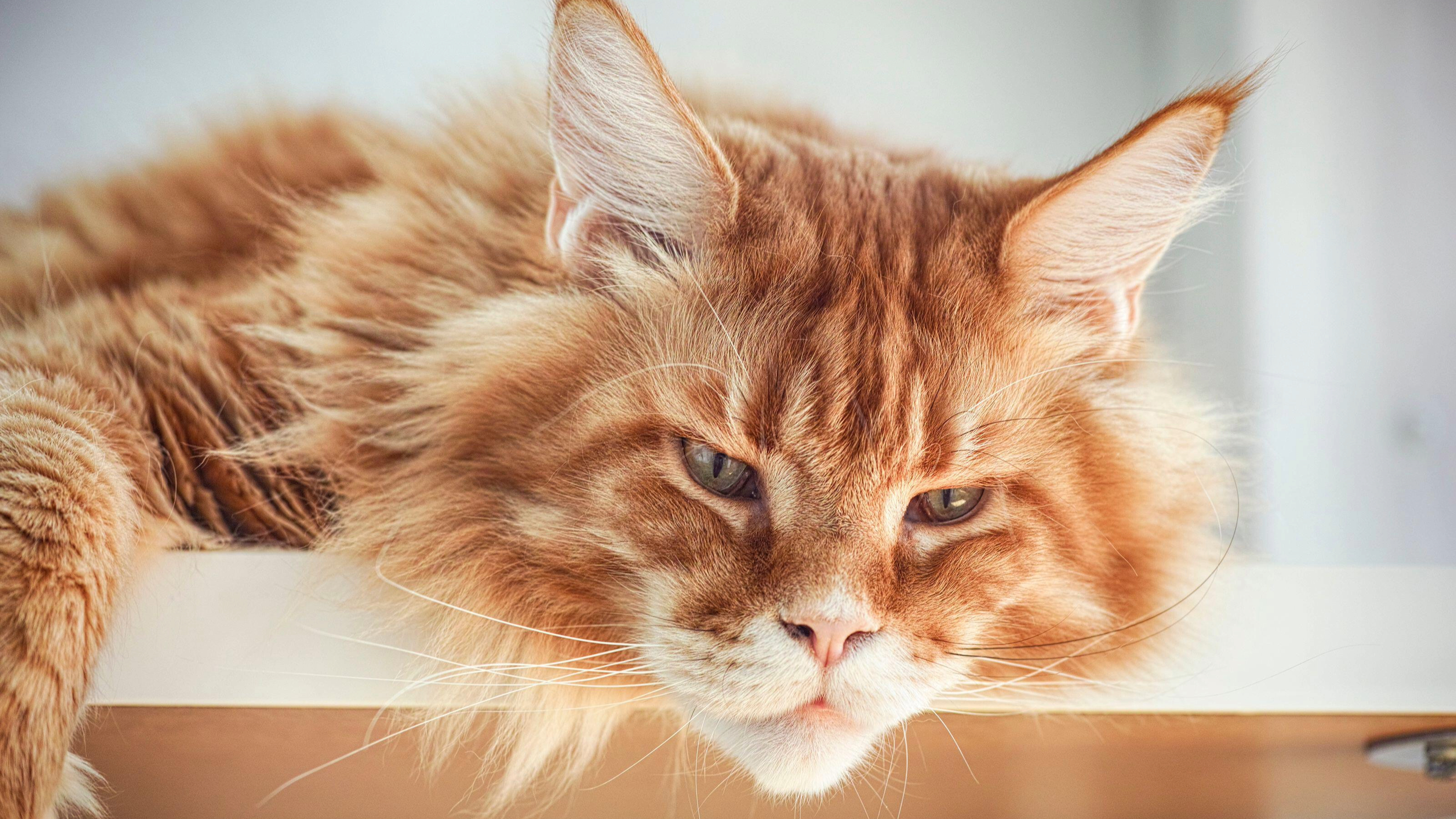 Maine Coon