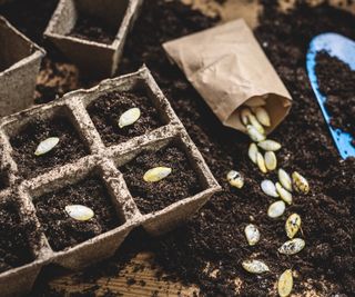 Pumpkin seeds being planted