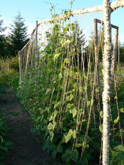Pea Plants In The Garden Supported By Stakes