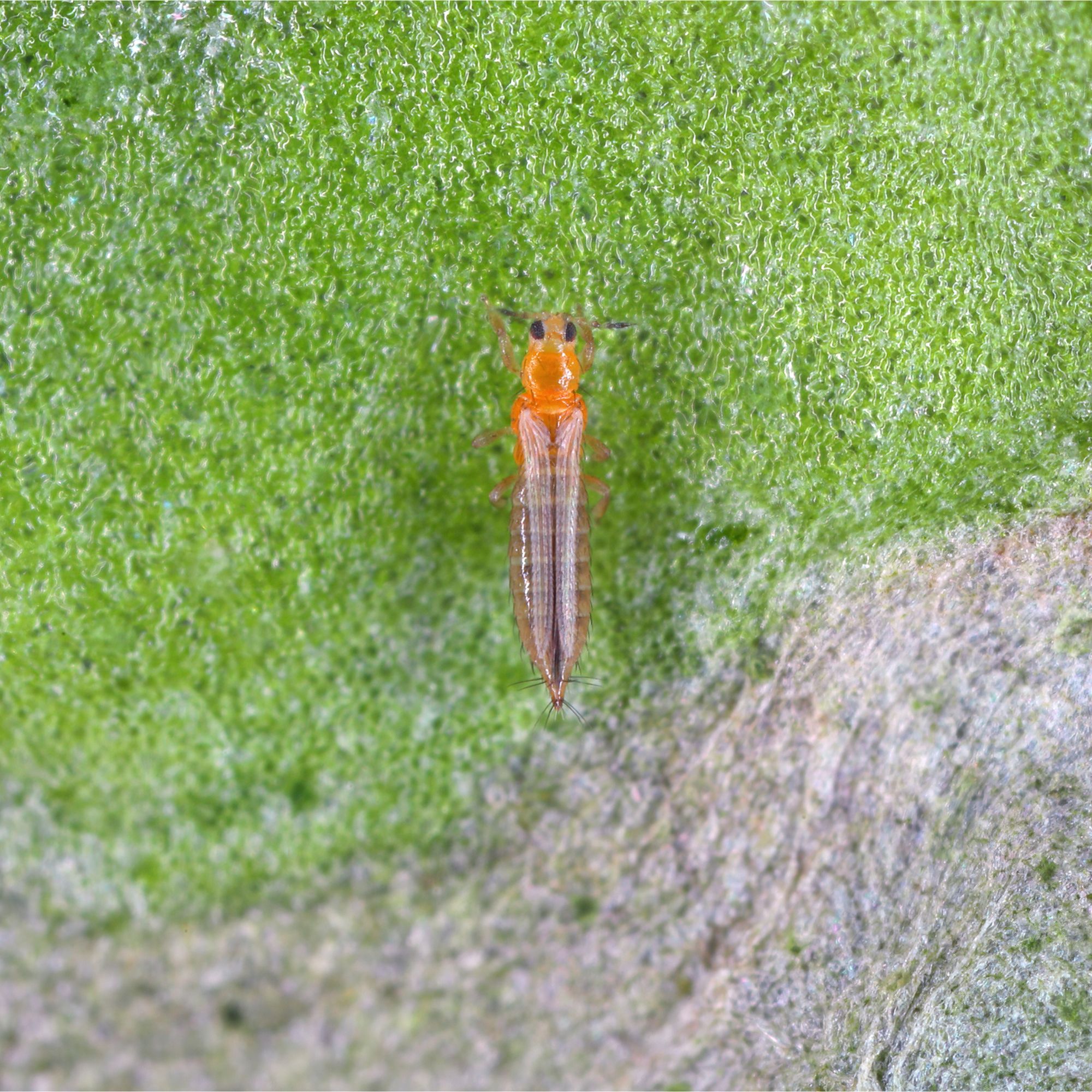 Closeup of thrip on leaf