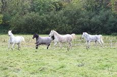 Horse-celebrations.jpg