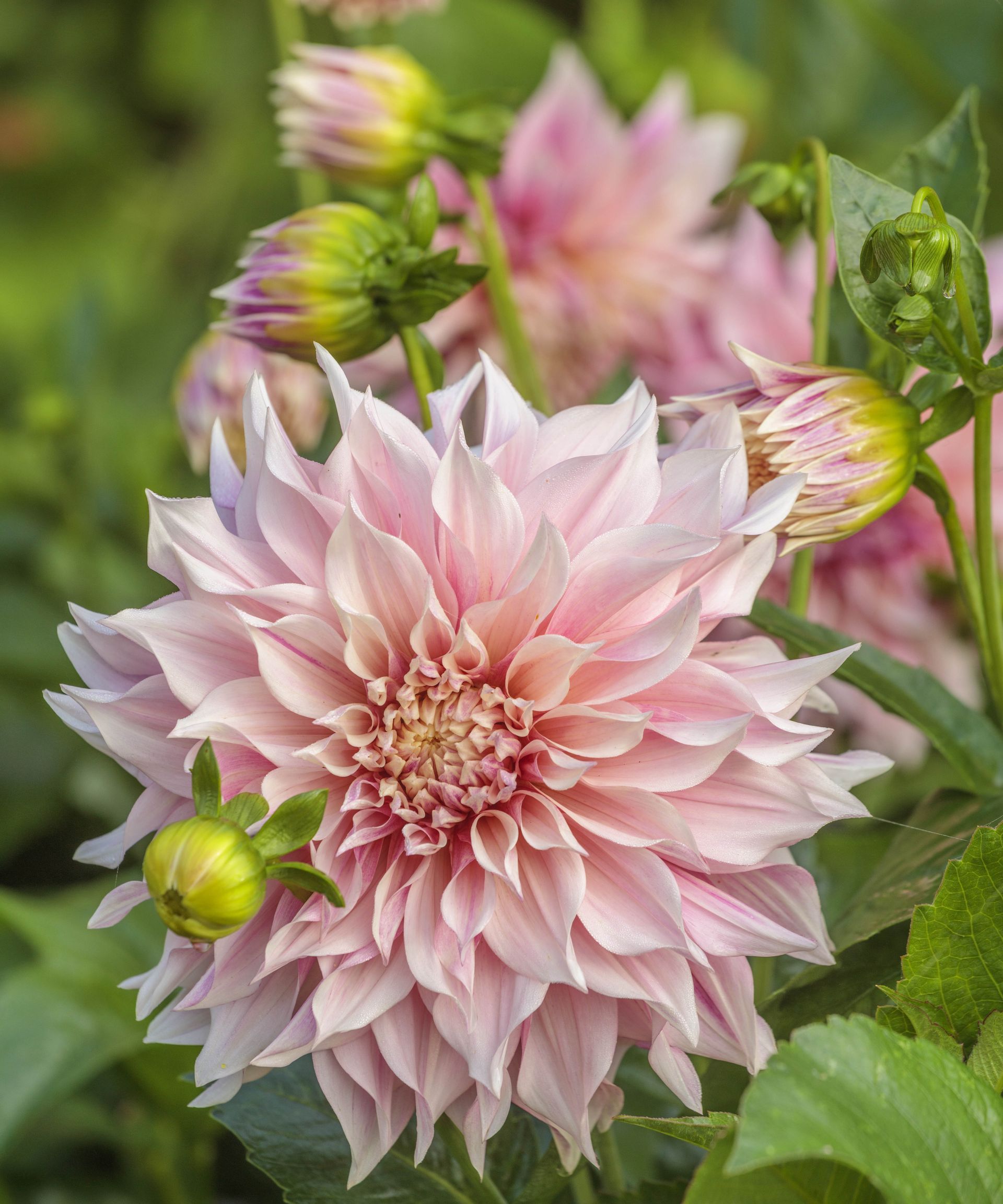 Blush Dahlia ‘Cafe au Lait'