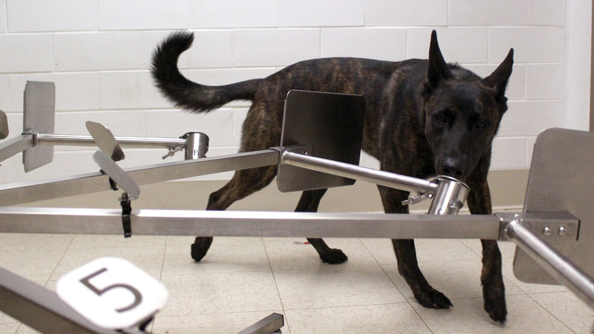 Dogs are being trained to sniff out COVID-19 in humans | Live Science