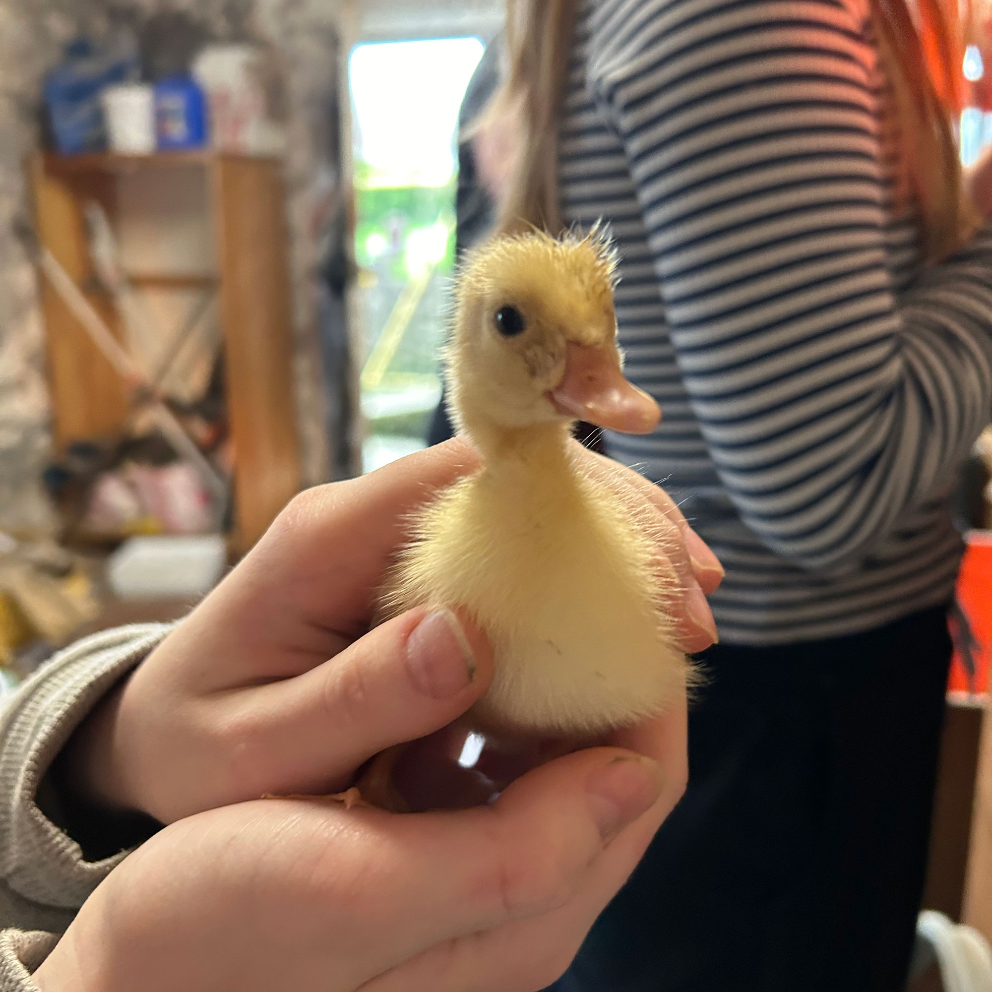 Yellow duckling being held in hands