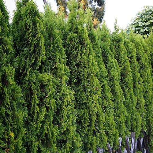 Kviter 150 American Arborvitae Tree Seeds (thuja Occidentalis) &amp;ndash; White Cedar/eastern Arborvitae Thuja Seeds, Privacy Tree Seeds for Planting &amp;ndash; Evergreen Trees for Outdoor Garden, Landscapes &amp;amp; Screens