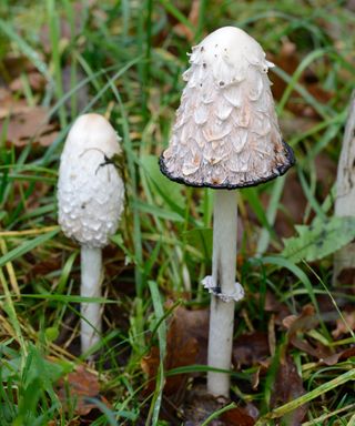 mushroom shaggy mane growing in a garden