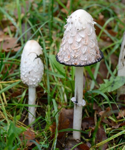 How to grow mushrooms: both inside or in the garden | Homes & Gardens