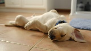 Puppy laying sprawled out on it's back asleep on the floor