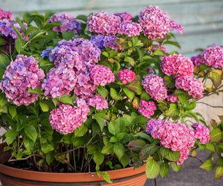 bigleaf hydrangea growing in container