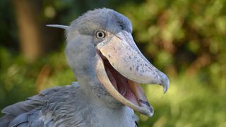 Shoebill