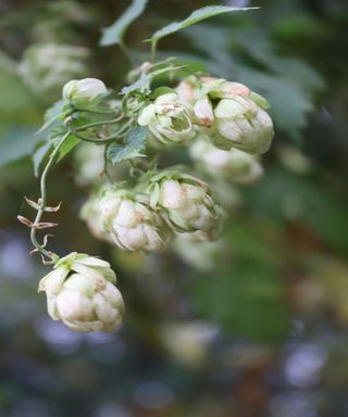 Image of pale white flowering hops