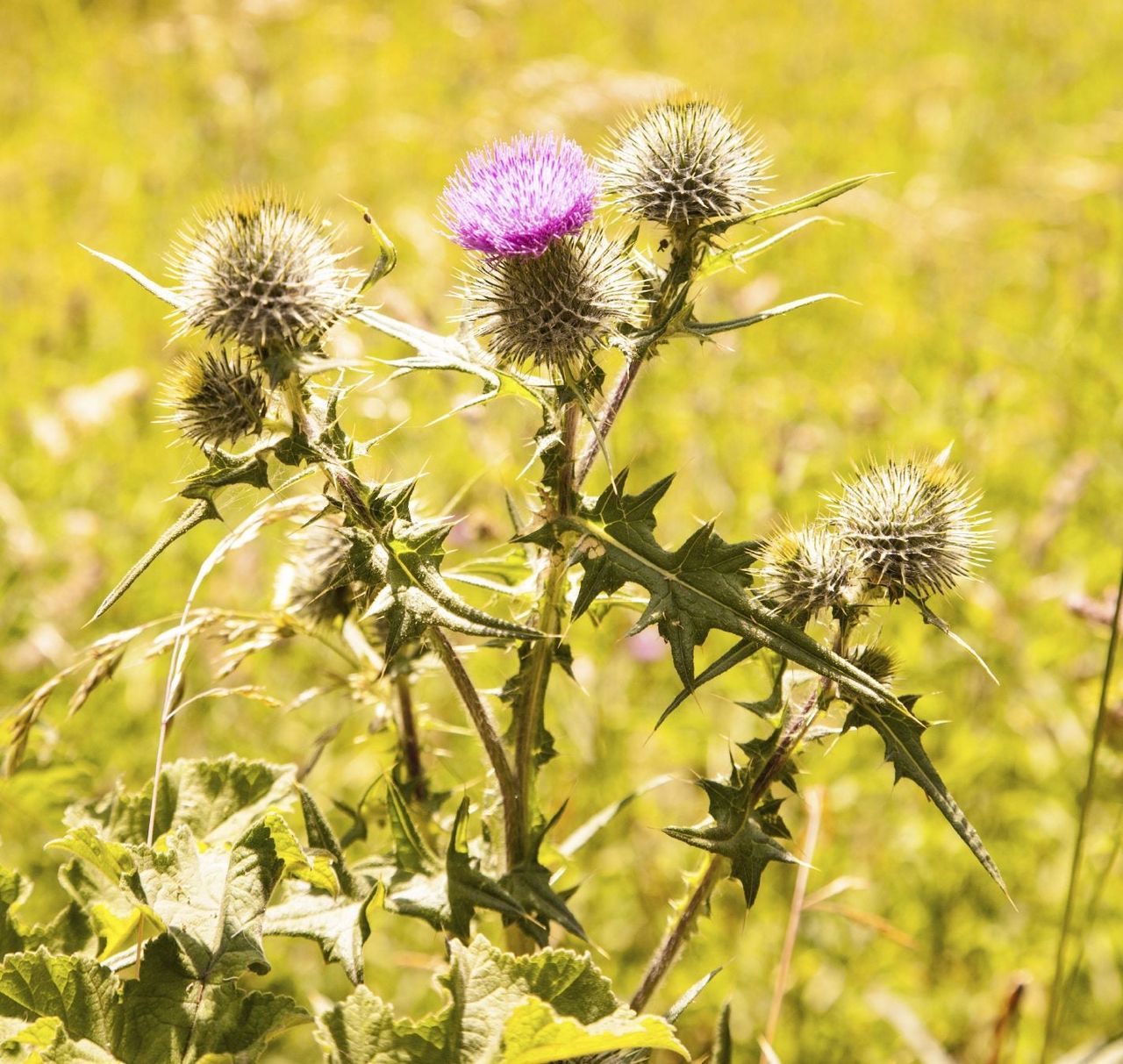 Scotch Thistle Plant