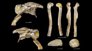 Various fossilized bones of the "chief dragon" dinosaur Pendraig milnerae, including different views of its pelvis and vertebrae (left) and left femur (right).
