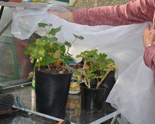 Using horticultural fleece laid over geraniums to protect them from frost