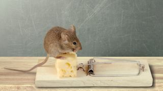 Mouse on top of cheese on a mousetrap