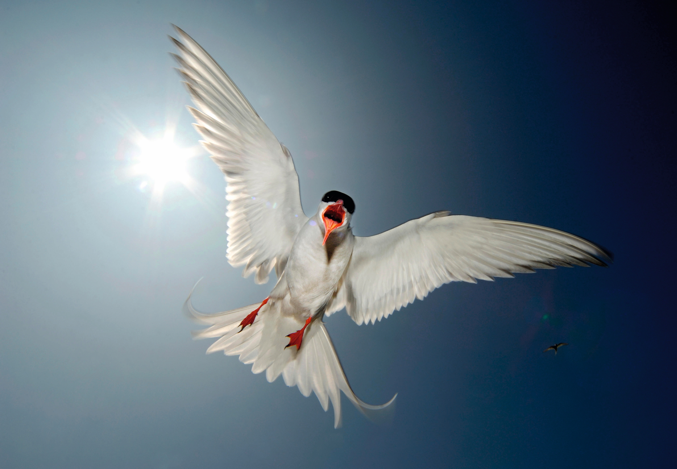 An Arctic Tern shouting at you for some chips
