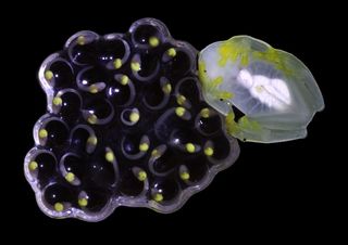 a male glass frog broods eggs
