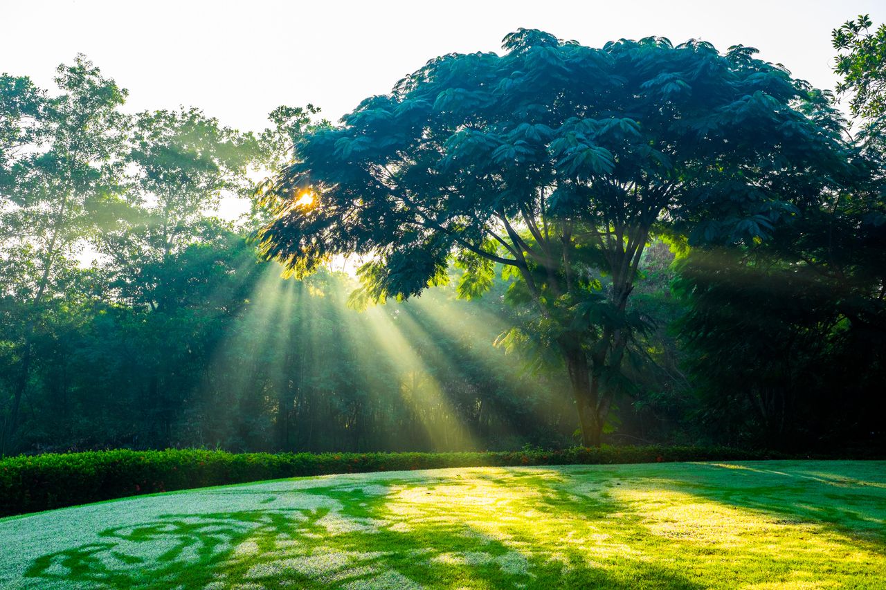 Sunlight shining through tree branches to the ground.