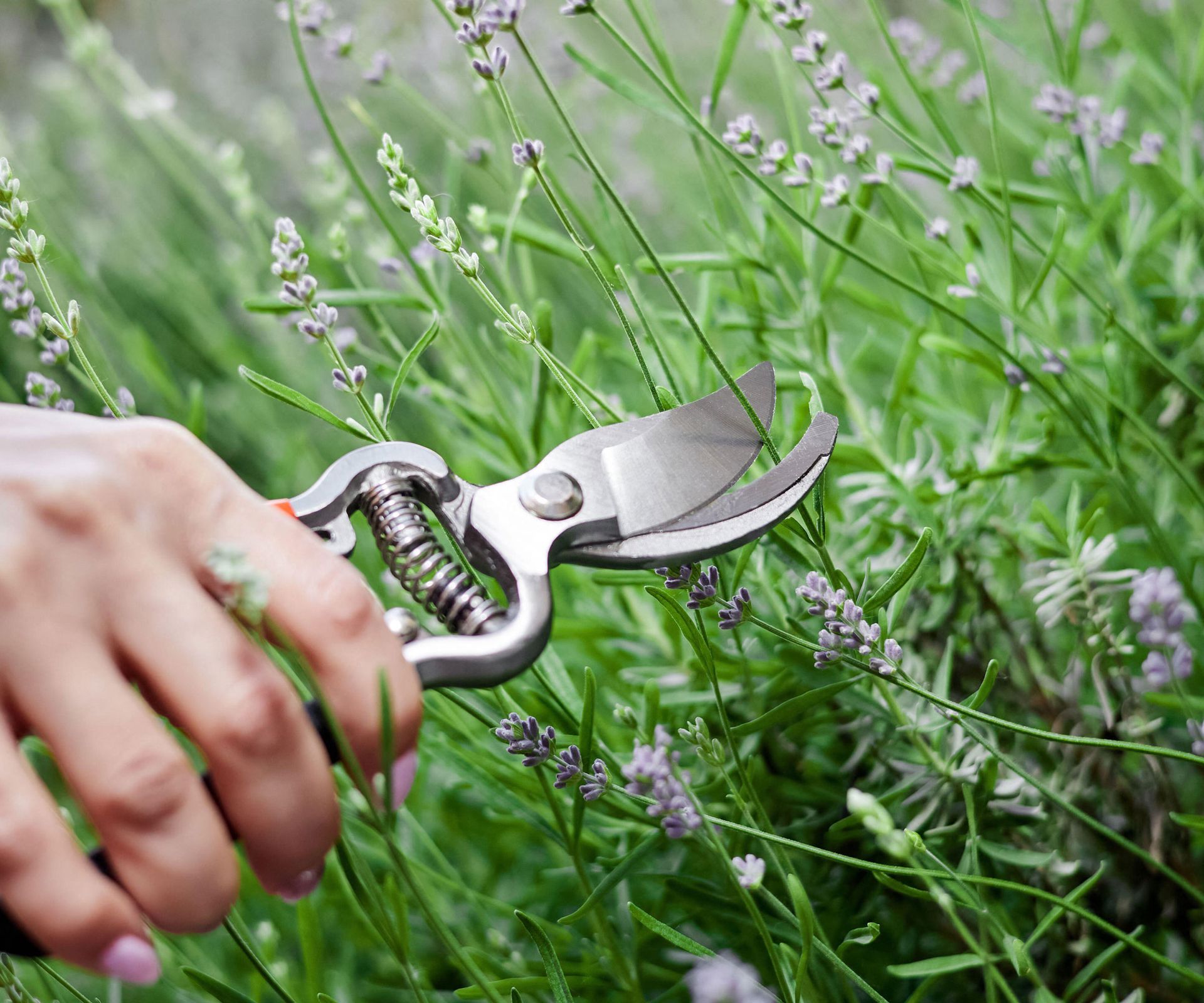 hand holding pruning shears and pruning faded lavender stems