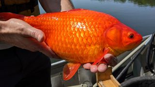 One of the enormous fish discovered in Lake Keller.