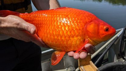 One of the enormous fish discovered in Lake Keller.