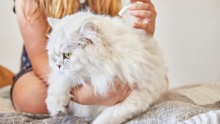 Cat having flea treatment