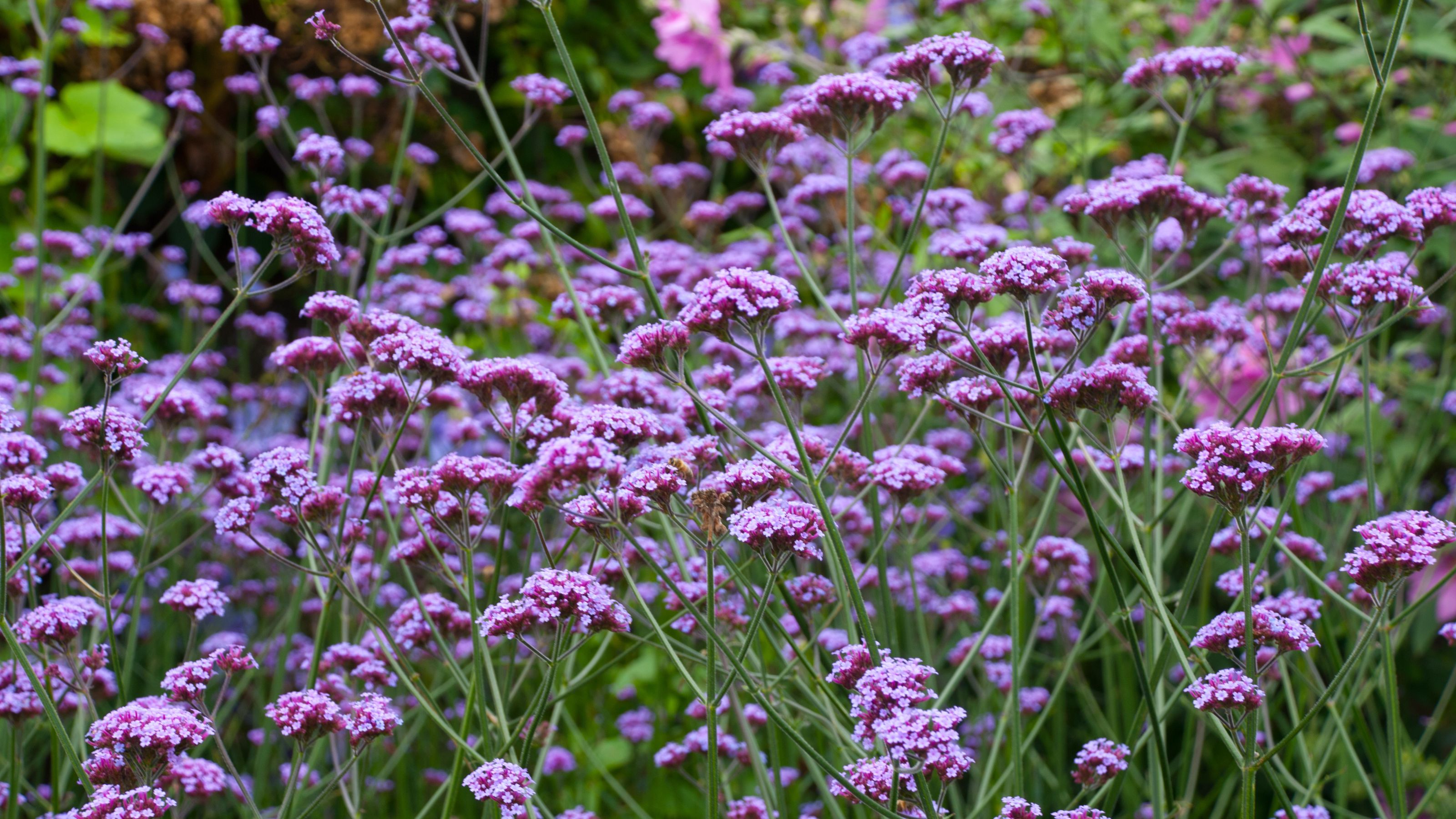 Verbena bonariensis flowers growing in garden