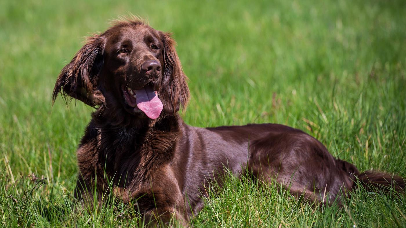 German longhaired pointer
