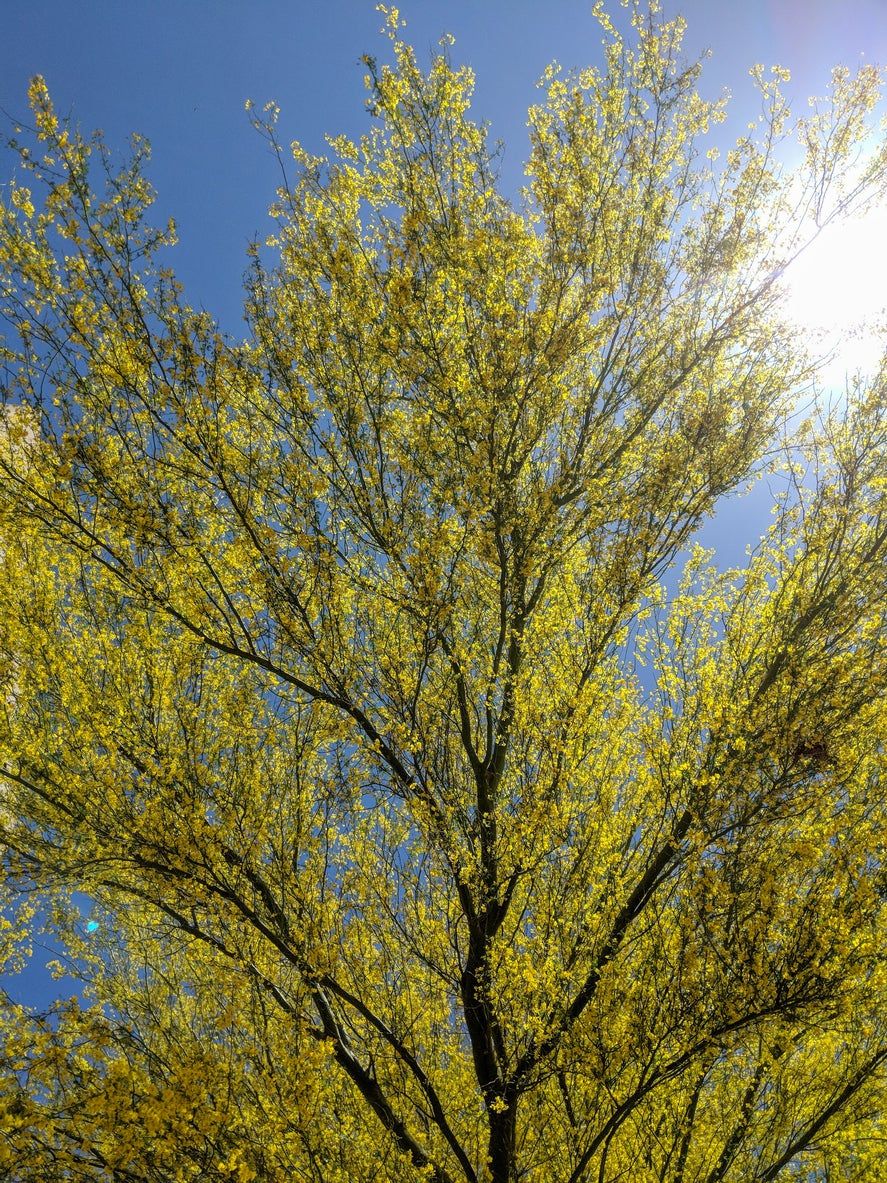 Large Palo Verde Tree