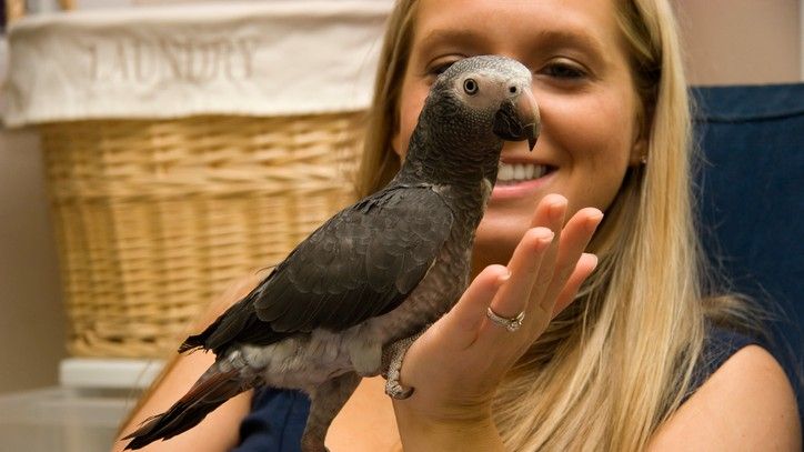 types of pet parrot