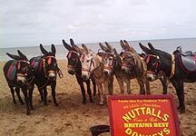 Nuttall-donkeys.jpg