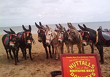 Nuttall-donkeys.jpg