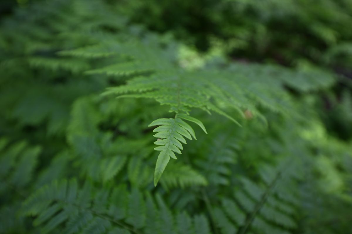 An image sample from the Tamron 12-20mm f/2.8 of a fern closeup
