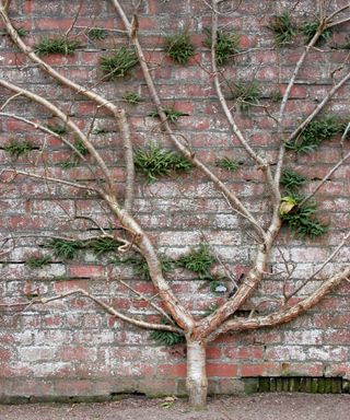 Young gage tree being supported and trained against a wall