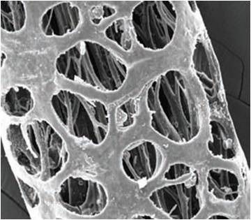 Giant Rat Kills Predators with Poisonous Hair | Live Science