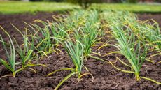 Garlic growing in a vegetable garden